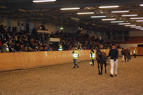 Ypäjän huutokauppa järjestetään tänä vuonna 23. syyskuuta. Kuva: Harri Lind