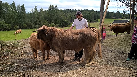 Maaseutufestivaalin vetonaulat ammuvat ja pärisevät