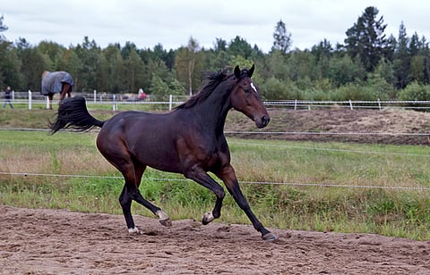 Elian Web sai eniten ääniä Hevosurheilun lokakuun Kuukauden ravurit -verkkoäänestyksessä.