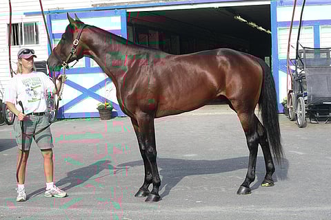 Muscle Hillin varsojen keskihinta on ollut Lexingtonissa kuusinumeroinen.