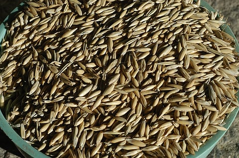 Kauralla tankataan energiaa