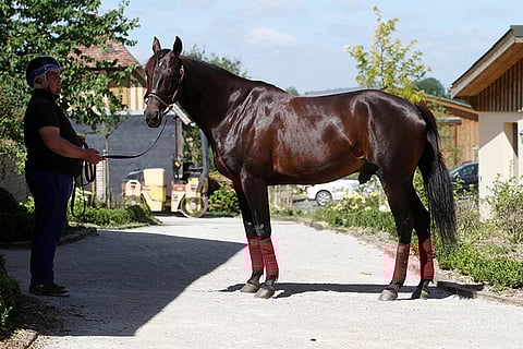 Ready Cash oli upea hevonen, joka periytti ylivoimaa jälkeläisiinsä.