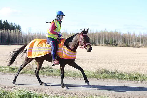 Beilmann uusi viimevuotisen SM-kullan, mutta eri hevosella. Local Sunshine on ähtäriläisen Ulla Korhosen kasvattama. Beilmann osti varsan vuotiaana ilmoituksen perusteella, ihastuttuaan siihen ensi silmäyksellä. "Se oli niin villi, upea ja itsetietoinen", Beilmann kertoo. "Nyt se on osoittanut olevansa niin lupaava, että luulen sen pääsevän 160 –tasolle asti. ”