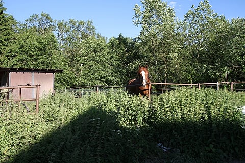Ei vielä tiedetä, miten hevonen tullaan luokittelemaan uudessa eläinsuojelulaissa. Kuva: Riikka Aaltonen