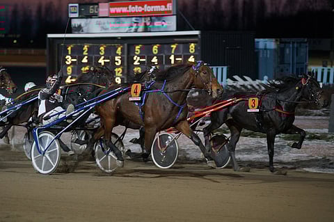 Callela Ladyboss kiri tammojen Kasvattajakruunun ykköseksi.