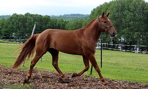 Ravikuninkaalta löydettiin puikkoluun murtuma.