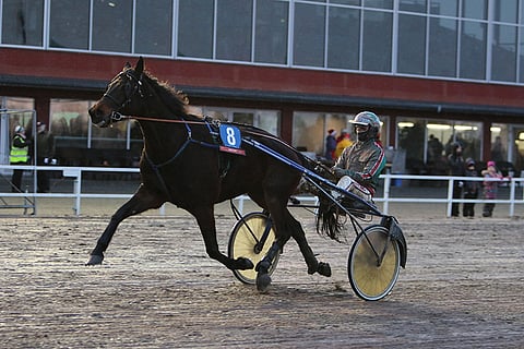 Rock Bolt on mahdollinen varma Jokimaalle.