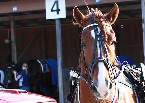 Äänestä toukokuun Kuukauden ravureita nyt!