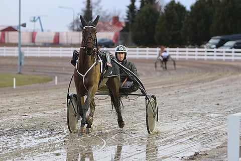 Ville Mäkelän valmentama De Toy Zena on kotiradalla pelin arvoinen.