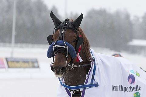 Hirmuvireinen Poika-Ramiini on loistoidea Killerin illassa.