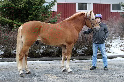 Costellon siitosura alkoi tiistaina.