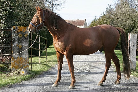 Love Youn pakastespermaa on tarjolla nyt myös Yhdysvalloissa.