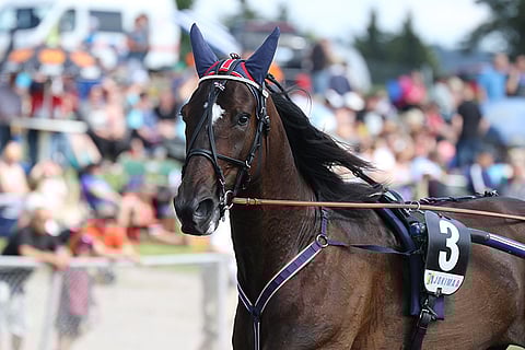 Shadow Woodland aloittaa kilpailukautensa Mantorpin V75-raveissa.