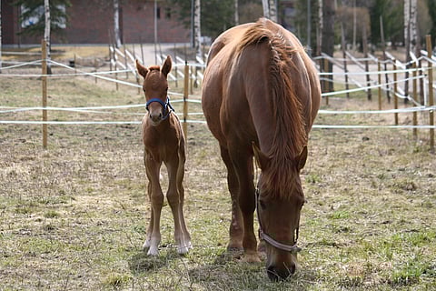 Salpauksen varsat kasvavat yhä Asikkalan toimipisteessä.