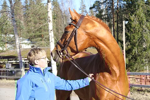 Anne Niemi ja vuoden 2017 ori Zecchino P.