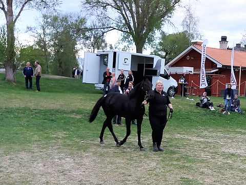 Huutokaupan kallein Boycott tepasteli kiinnioton jälkeen rauhallisesti kohti esittelykarsinoita.