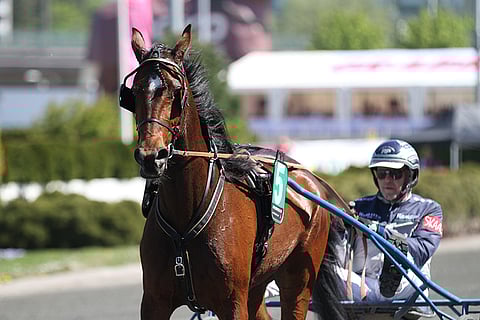 Suomen rekisterissä kilpailevaa Gisele de Veluwea valmentaa Timo Nurmos.