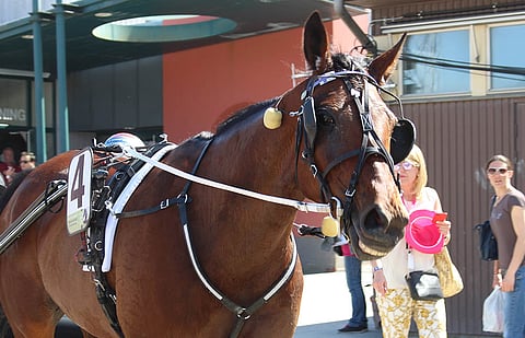 Anne Luttisen valmentama ja Iikka Nurmosen ohjastama Ranch Kelly ravasi Tammaeliitin neljänneksi Solvallassa Elitloppet-lauantaina.