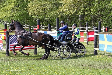 Hollantilainen valjakkohevonen Danser T maratonkokeessa.
