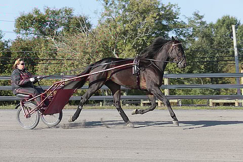 Linda Toscano ajaa tässä 3-vuotiasta Walneria, jonka on vuoden 2020 kiinnostavin siitosori. (Kuva: HU arkisto/Leena Alerini)