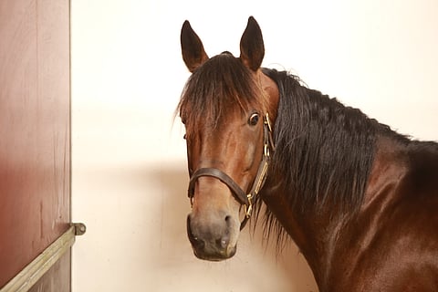 D.D.'s Hitman kuvassa Oslon vierastallissa viime sunnuntaina. Juhannukseksi oriilla tähdätään Vincennesin suurkilpailuun Pariisiin. Kuva: Totofoto