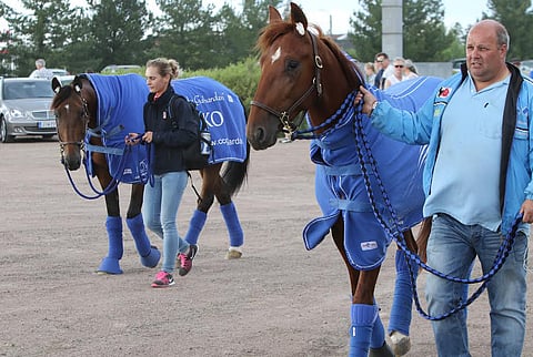 Isä ja poika, Timoko ja Dreammoko ovat saapuneet Suomen kamaralle. Hevosten hoitajina Angelique Beaufils ja Erwin Ganzinotti. Kuva: Ilkka Nisula.