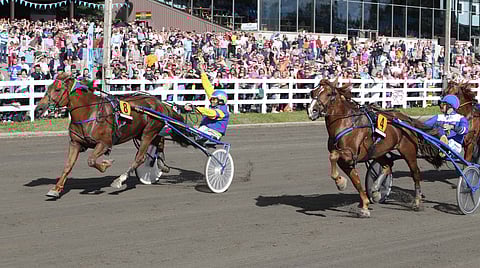 Mikkelissä yleisön mylviessä voittanut Camri ei tänä vuonna osallistu kuninkuuskilpailuun. Kuva: Totofoto.