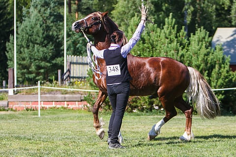 Soila Järvisen riemulla ei ollut rajoja kun Storhaugs Crusaderin Best In Show -titteli julkistettiin.