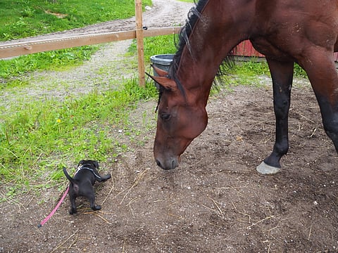 Regent Zet teki tänään tuttavuutta Pate-koiranpennun kanssa.