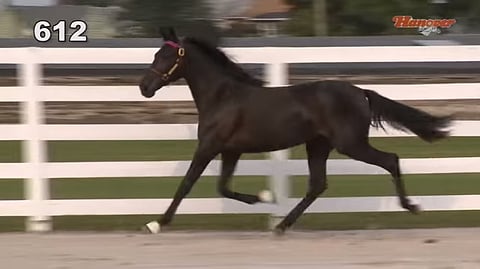 Senia Hanoverin liikkeitä 1,5-vuotiaana voi katsella Youtubessa Hanover Shoe Farmsin huutokauppavideolta.