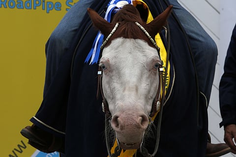 Guns Apocalypse Shok eli Shokki otti huipputuloksen ja kultaa reiningin SM:issä.