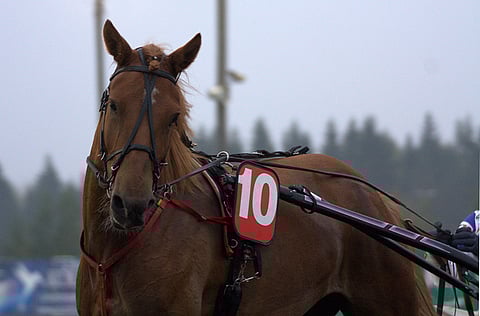 Joivaus on Mikkelissä ratkeavan Toto5-kierroksen ideavarma.