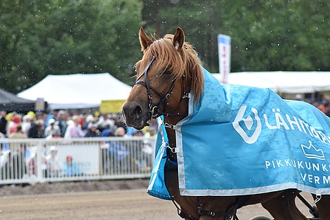 Mika Mäkelän valmentama Caijus voitti Biofarm Cupin kaksi vuotta sitten. Heporix ei pääse yrittämään tempun uusimista Poriin.
