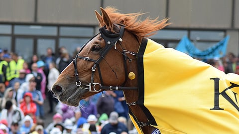 Virin Camilla teki 10 vuotta kestäneen kilpauran ennen kuin se siirtyi siitokseen viime vuonna.