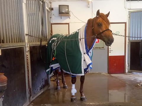 Jokivarren Kunkku kävi stayermatkan jälkeen Vermon kilpailueläinlääkärin tarkastettavana. Kuva: Johanna Heinonen