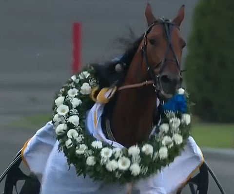 Prix d'Ameriquen sankari Readly Express ei lähde tavoittelemaan Elitloppet-voittoa tänä vuonna. (Kuva: HU)