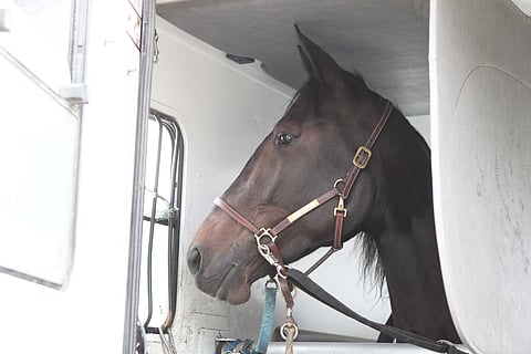 Roheryn on ravannut tällä kaudella Ruotsissa kolme voittoa ja 217 000 kruunua. Kuva: HU arkisto