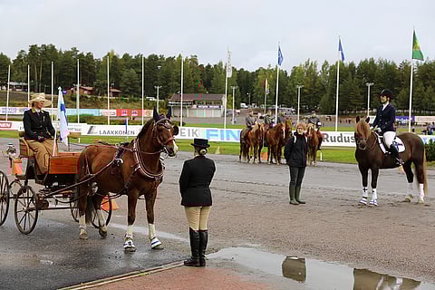 Kuluvan vuoden aikana on järjestetty kymmeniä kansallisrotumme juhlatapahtumia. Lauantaina suomenhevosesta päästiin nauttimaan Teivossa.