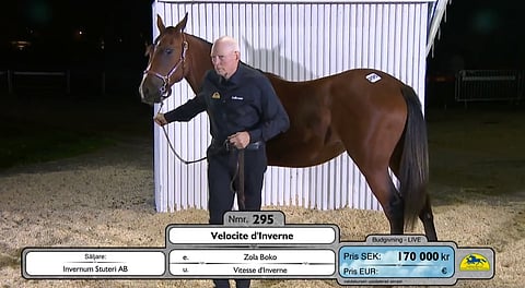 Huutokaupan viimeisenä myytiin tamma Velocite d'Inverne. Sen osti Lutfi Kolgjini.