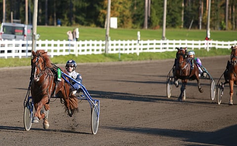 2017 Callex teki 300 metrin kanuunakirin ja edelleen voimassa olevan 5-vuotiaiden suomenhevosten SE:n 3100 metrillä. Kuva: Totofoto