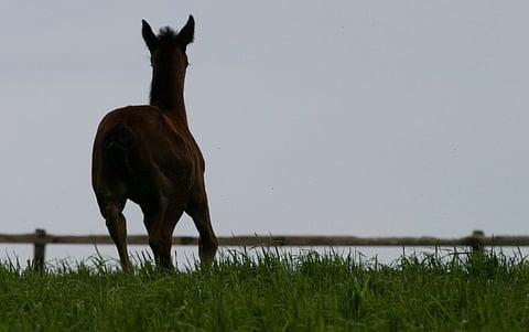 Hippoksen hallitus kokoontui eilen – tunnistuskatastrofista lisätietoa tänään
