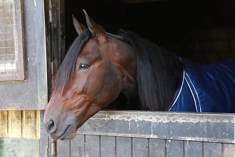 Benjamin Evon 4-vuotiskausi katkesi odottamattomasti loukkaantumiseen. Suomessa syntynyt huippuravuri joutuu ottamaan lähiviikot rauhallisesti Veijo Heiskasen göteborglaistallilla. Kuva Totofoto
