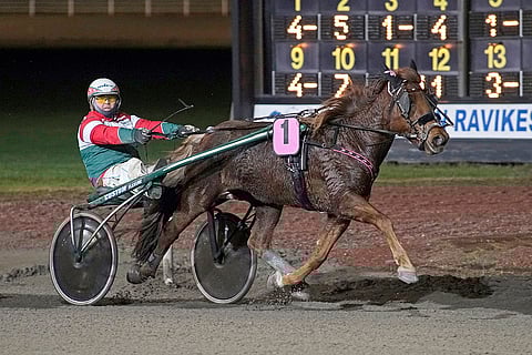 Hilin Ihme on vahva tamma.