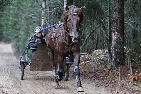 Jyrki Korhonen odottaa, että Köppinen saa hölkkäluvan seuraavan kontrollikäynnin jälkeen, noin 6 viikon päästä. Kuva: Jarno Unkuri.