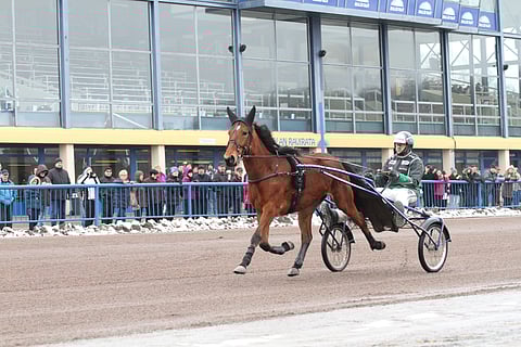 Kouvolan raviliigavarsaksi hankittu Despina on yksi tänään päättyvän huutokaupan kohteista.