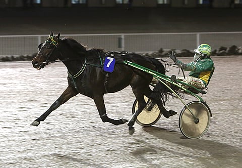 Graceful Swamp on kolmevuotiskauden avauksessaan jättisuosikki. Ohjissa on nyt Ari Moilanen valmentaja Erkki-Pekka Mäkisen sijaan.