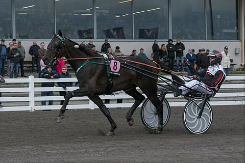 T.Rex oli pitelemätön Toto76-avauskohteessa.