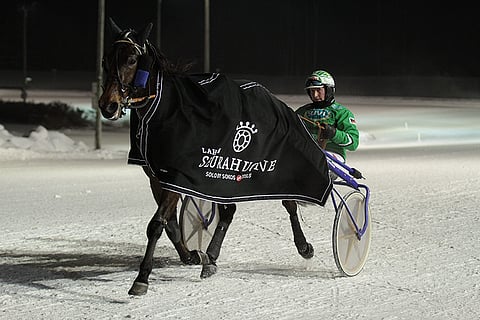 Ice Wine on voittanut tällä kaudella jo viidesti. Ari Moilanen on ajanut voitoista neljä.