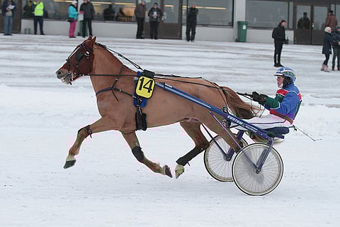 Villihiisi on mainio talvihevonen.