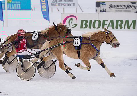 Pikku-Ryti on juossut useampia voittoja lauantailähdöissä. Kuvassa ruuna voittaa helmikuussa 2018 Sorsasalossa Santtu Raitalan ajamana. Oulussa kyytiin hyppäsi Mauri Jaara, ja Raitala sai katsoa Pikku-Rytin menoa takaviistosta.